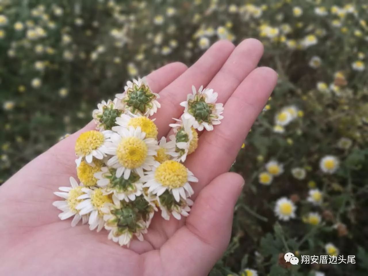 野菊花盛放时，最新美好行情一览